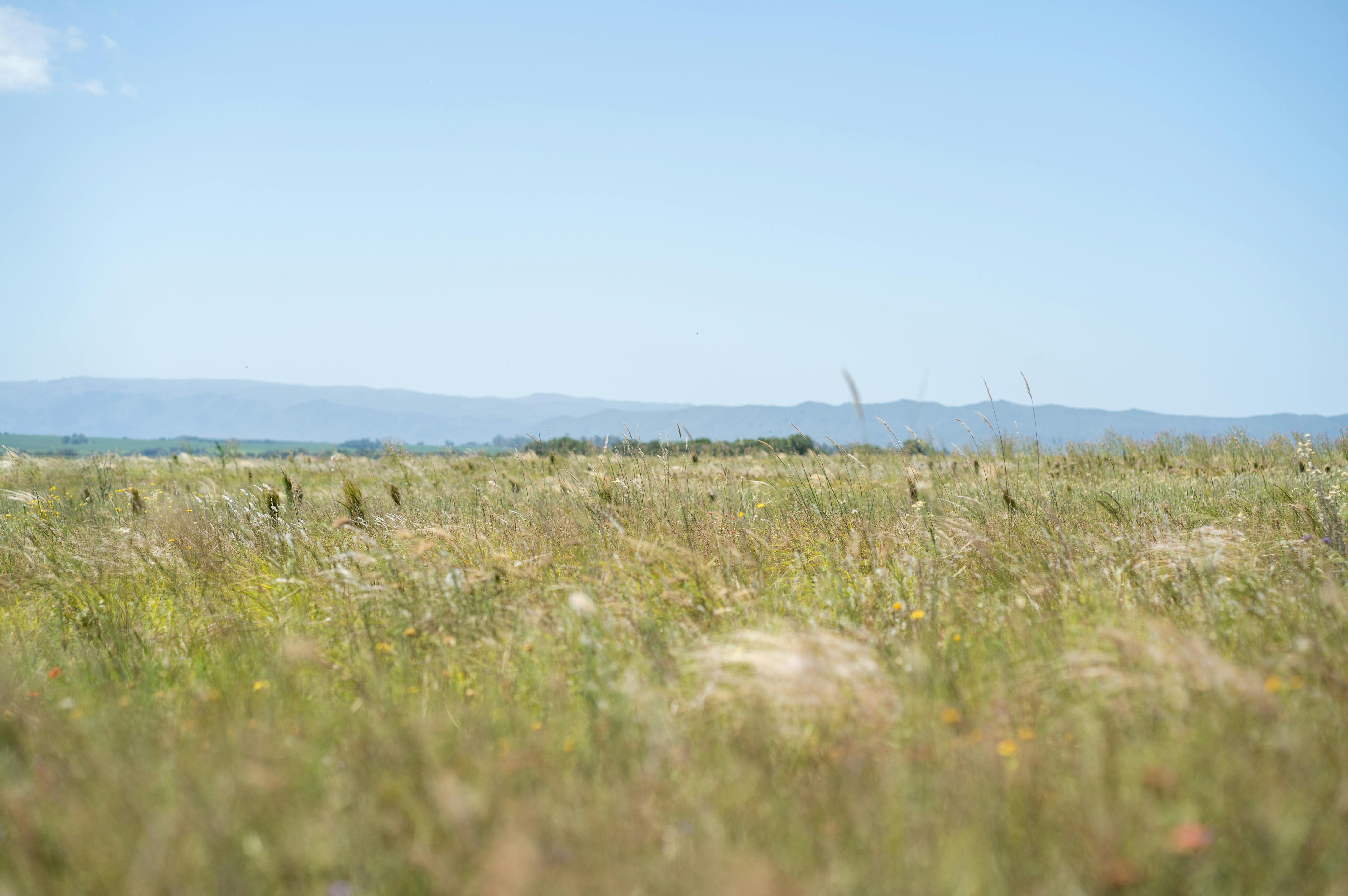 Kostenlos Weite Graslandschaften mit fernen Bergen unter klarem blauem Himmel in Córdoba, Argentinien. Stock-Foto