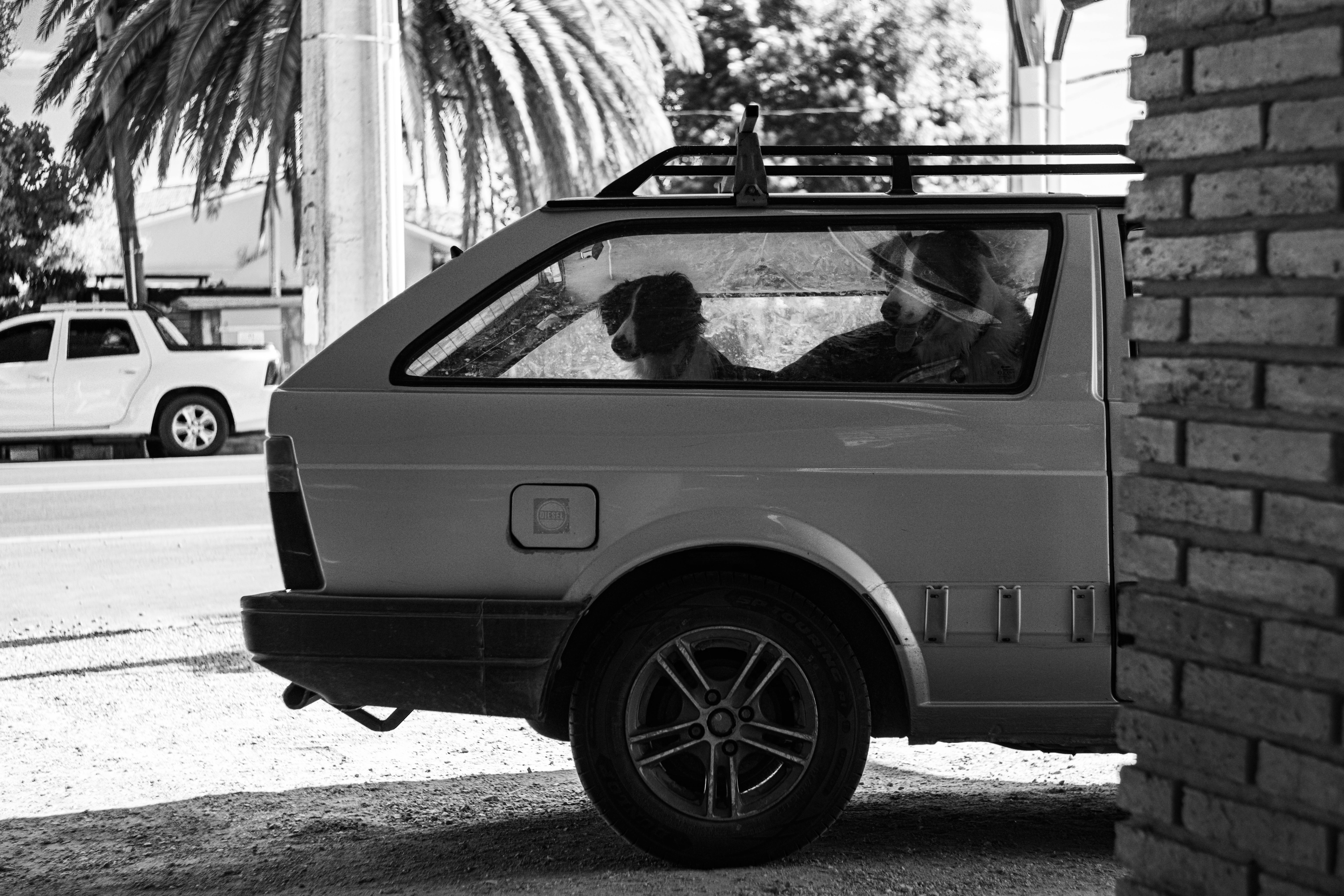 Gratis Due Border Collie siedono all'interno di un'auto d'epoca a Las Flores, in Uruguay. Foto a disposizione