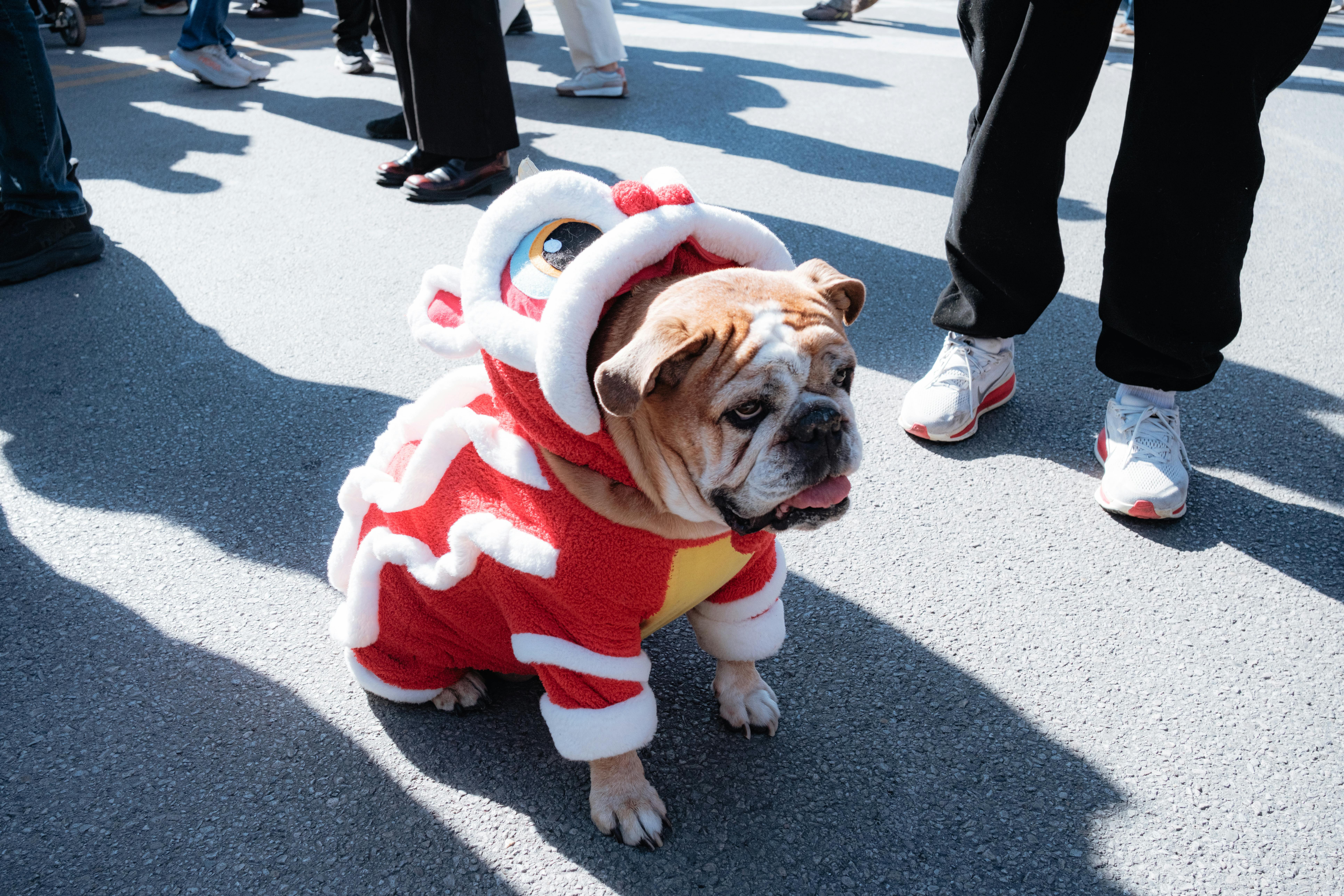 Bulldog dressed in red costume stands among people at an outdoor festival.