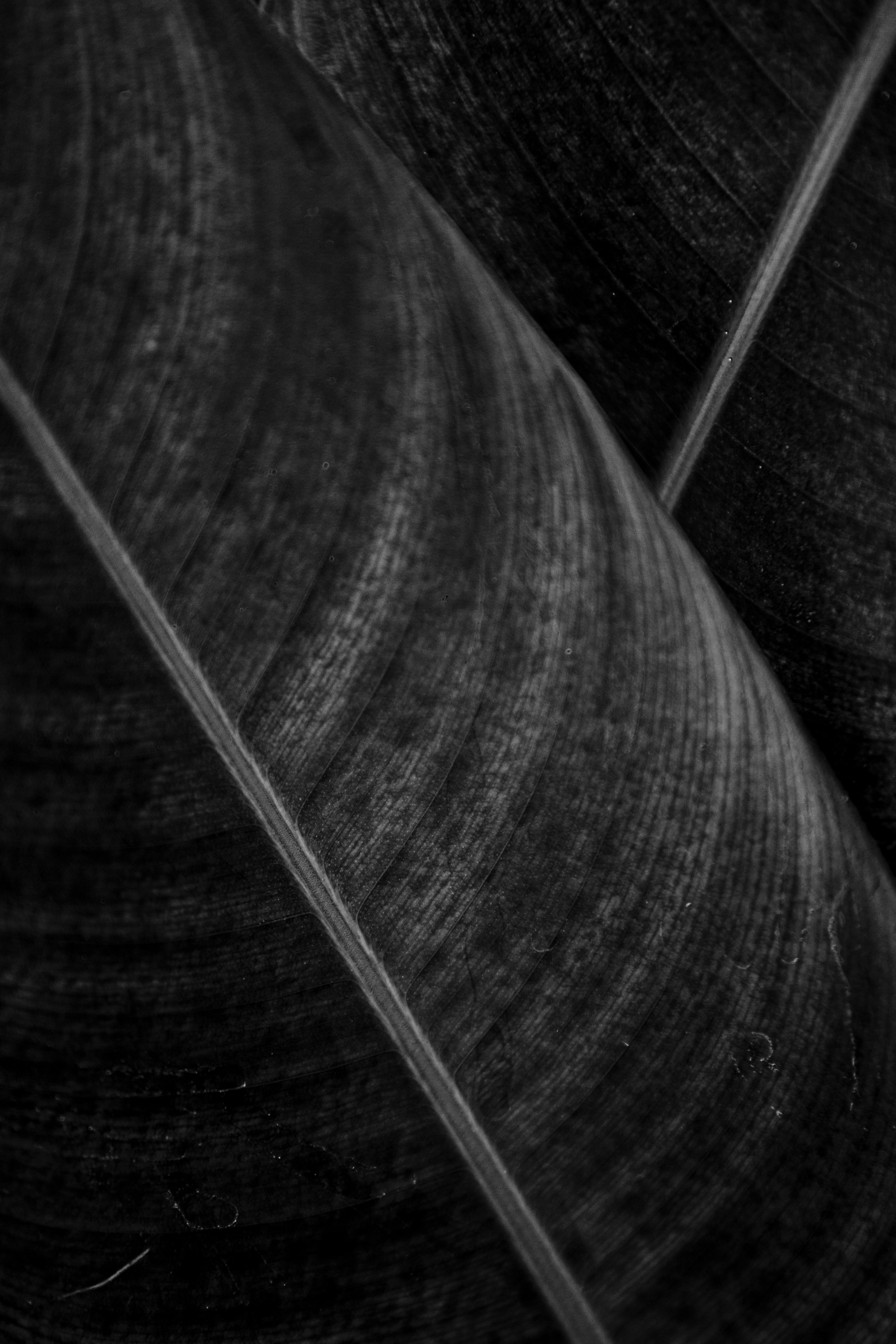 Free Close-up abstract black and white texture of overlapping leaves. Stock Photo