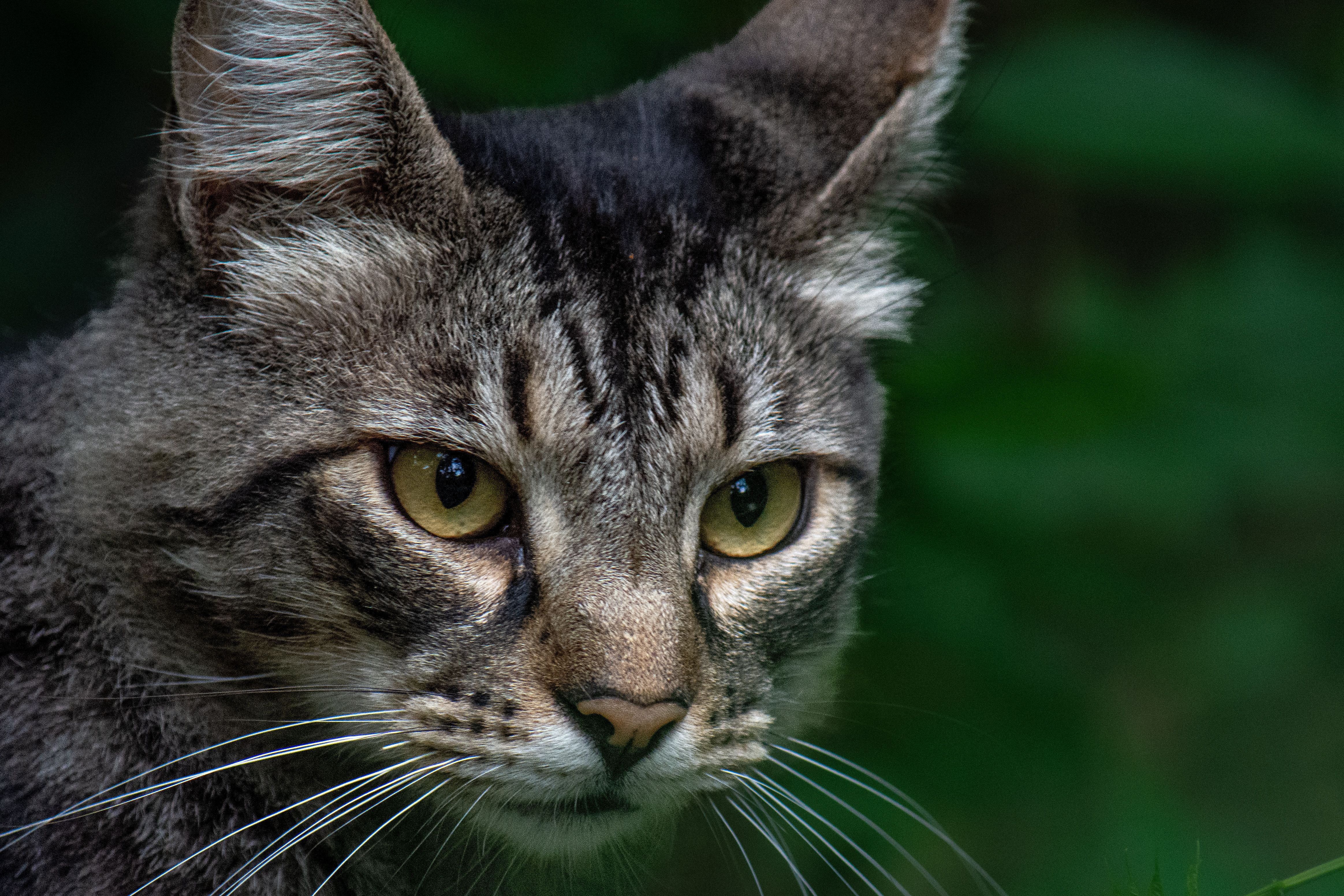 Portrait of a cat at a veterinary clinic