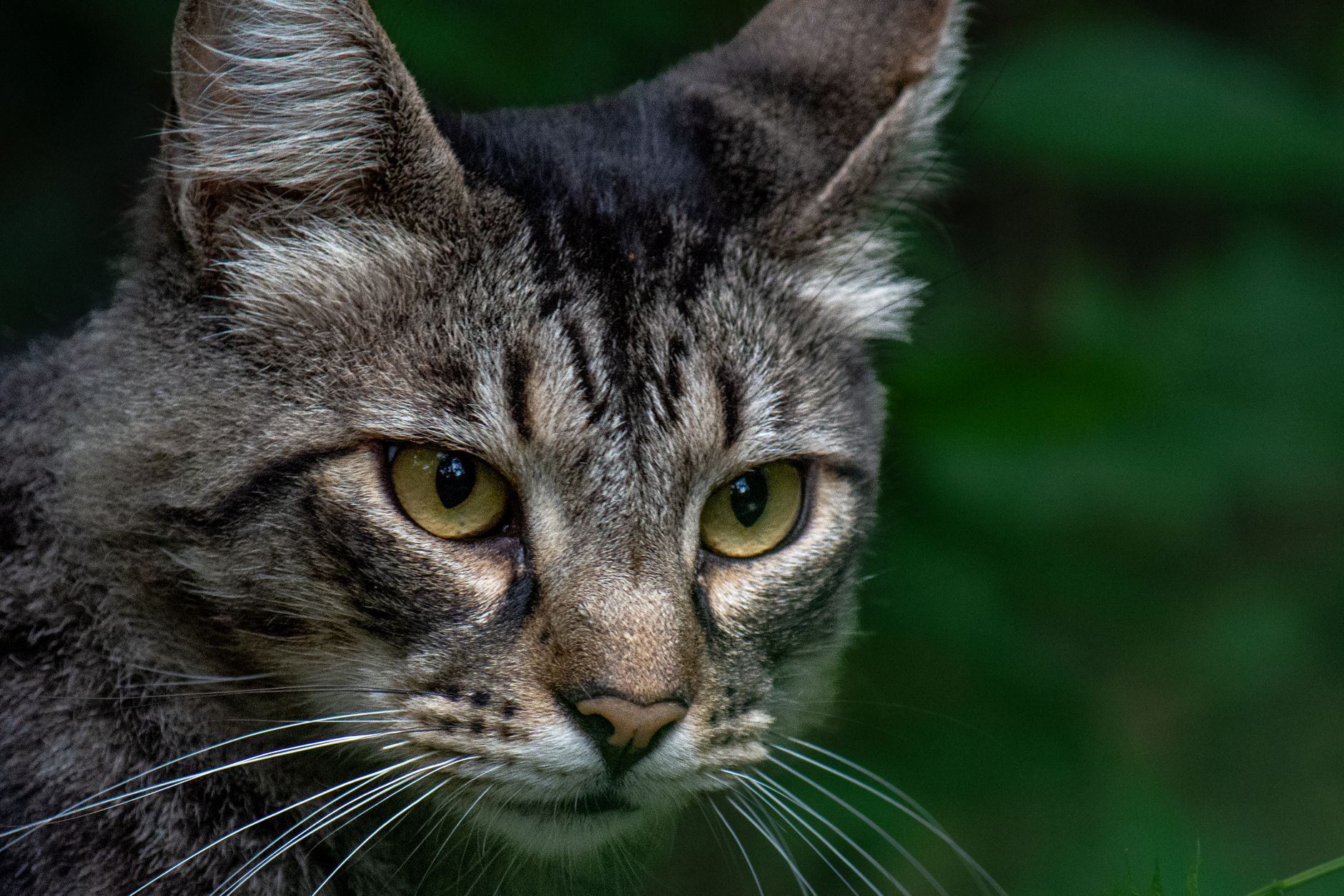 Portrait of a cat at a veterinary clinic