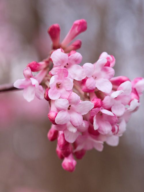 Free Close-up of vibrant pink flower blossoms, highlighting nature's beauty. Stock Photo