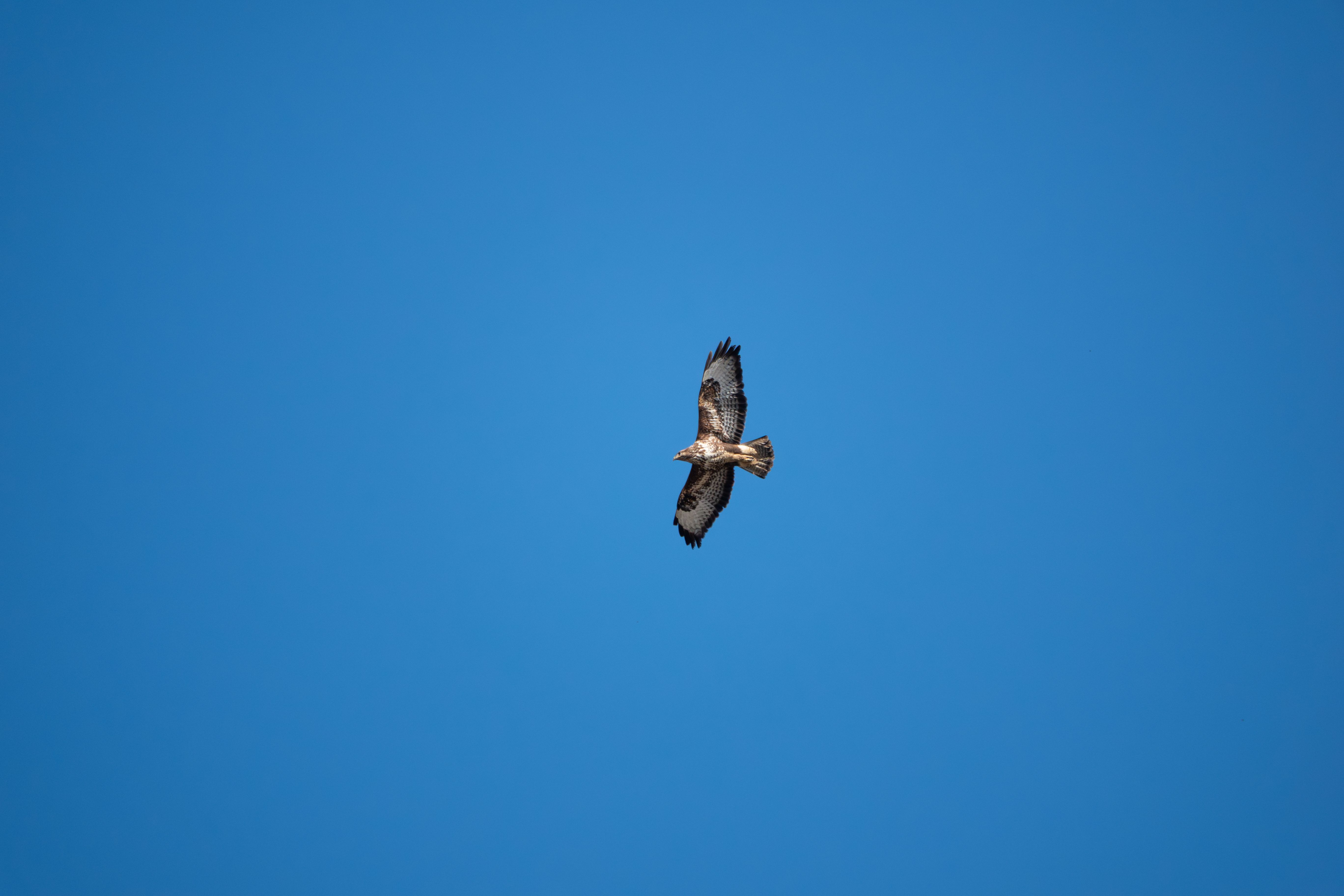 Majestic Hawk Soaring in Clear Blue Sky · Free Stock Photo