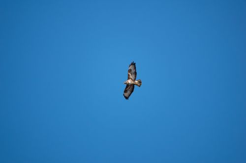 Free A hawk gracefully soaring against a vivid blue sky, showcasing its wingspan and elegance. Stock Photo
