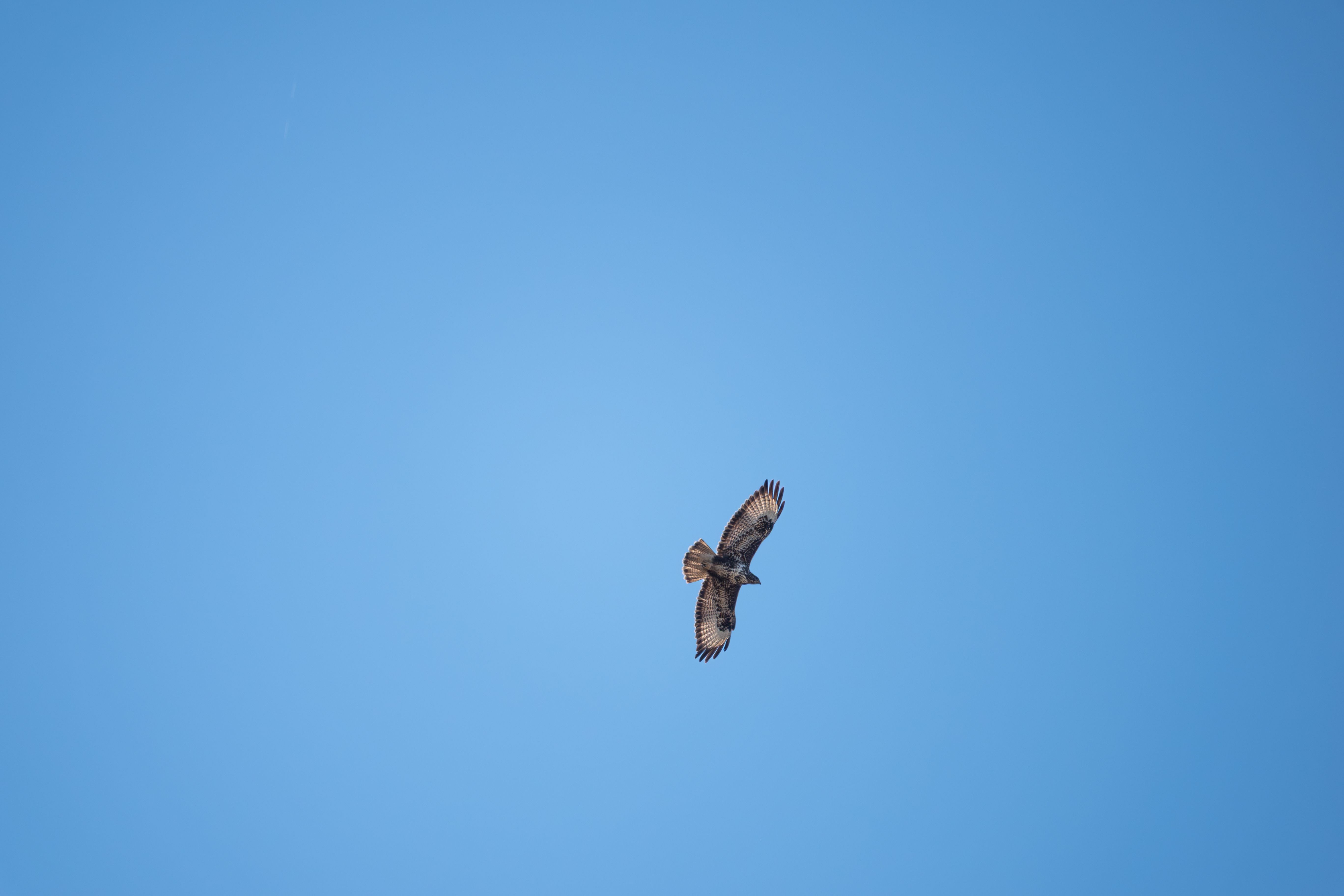 Majestic Hawk Soaring in Clear Blue Sky · Free Stock Photo