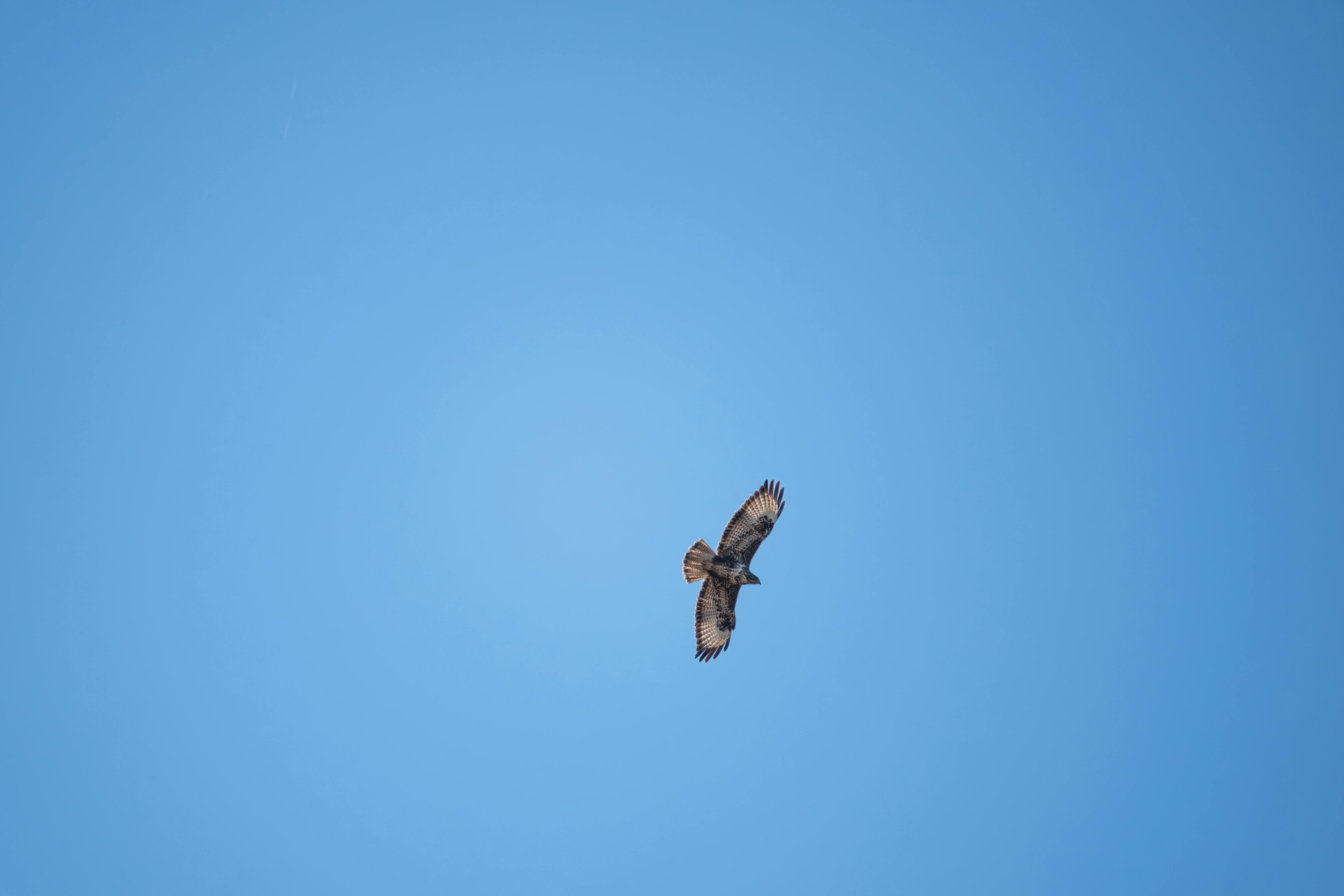 gratis Een eenzame havik zweeft sierlijk hoog tegen een helderblauwe hemel en toont zijn indrukwekkende spanwijdte. Stockfoto