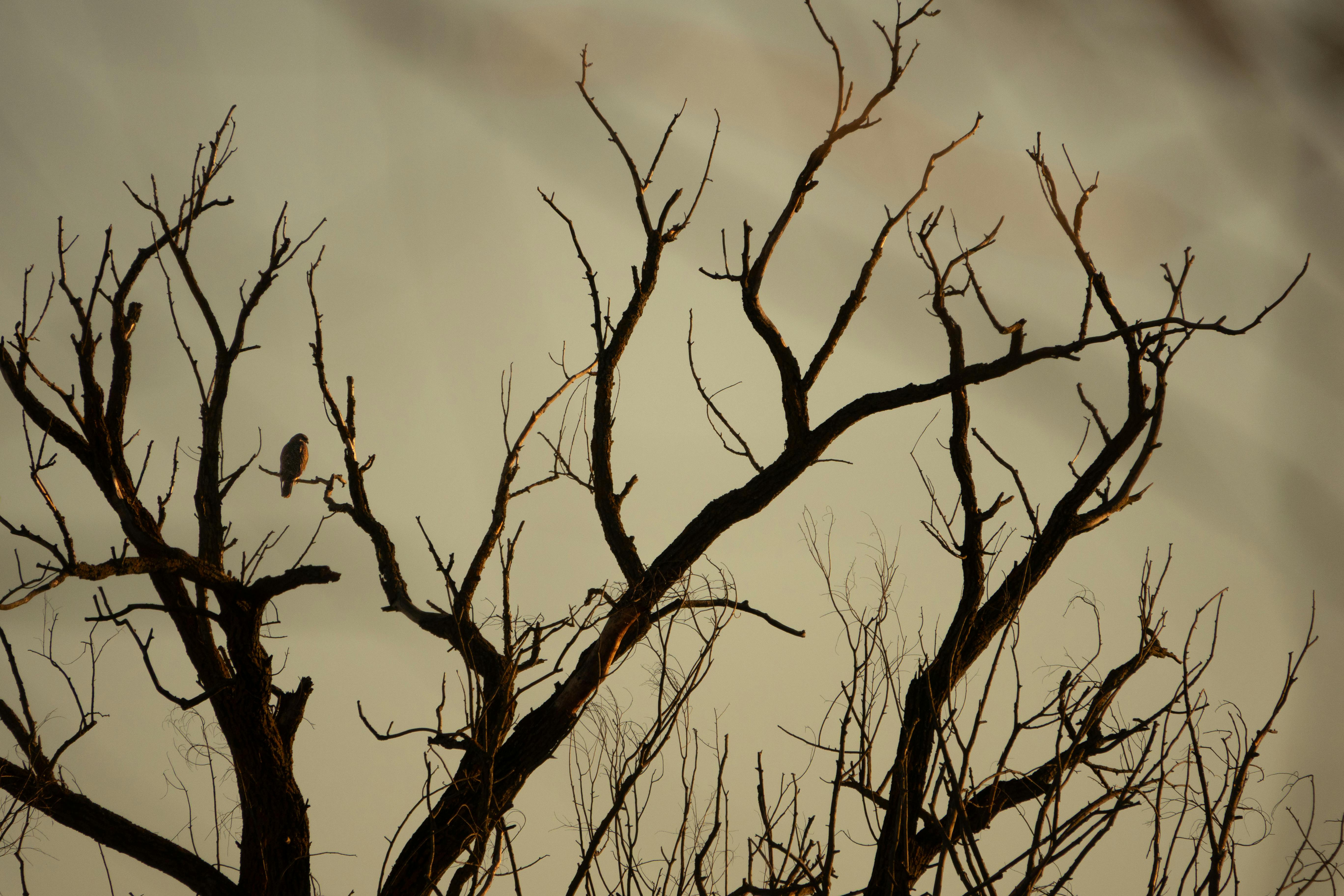 Kostenlos Künstlerische Darstellung von sich abzeichnenden Baumzweigen vor einem dramatischen Sonnenuntergangshimmel. Stock-Foto