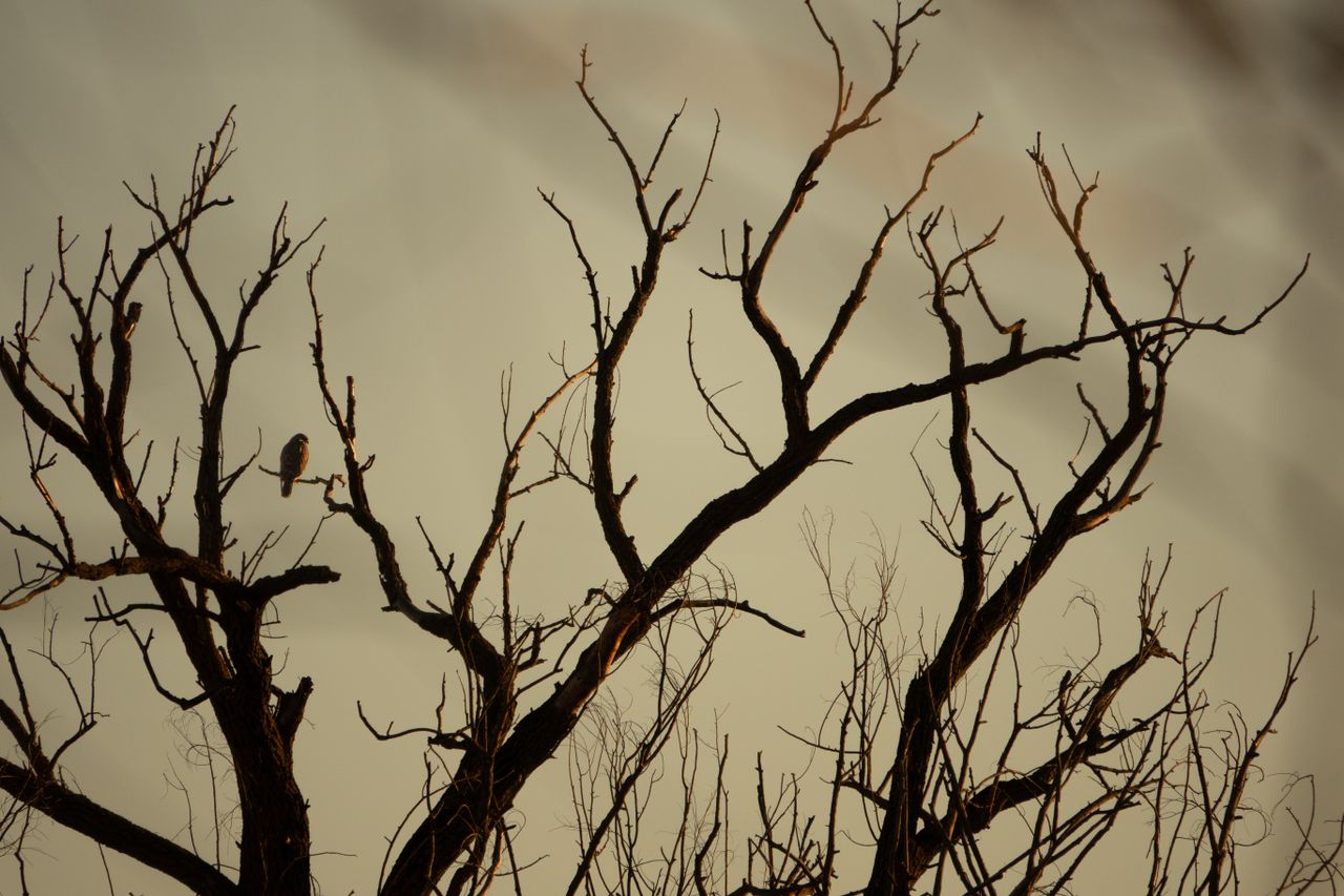 artistic view of silhouetted tree branches against a dramatic sunset s