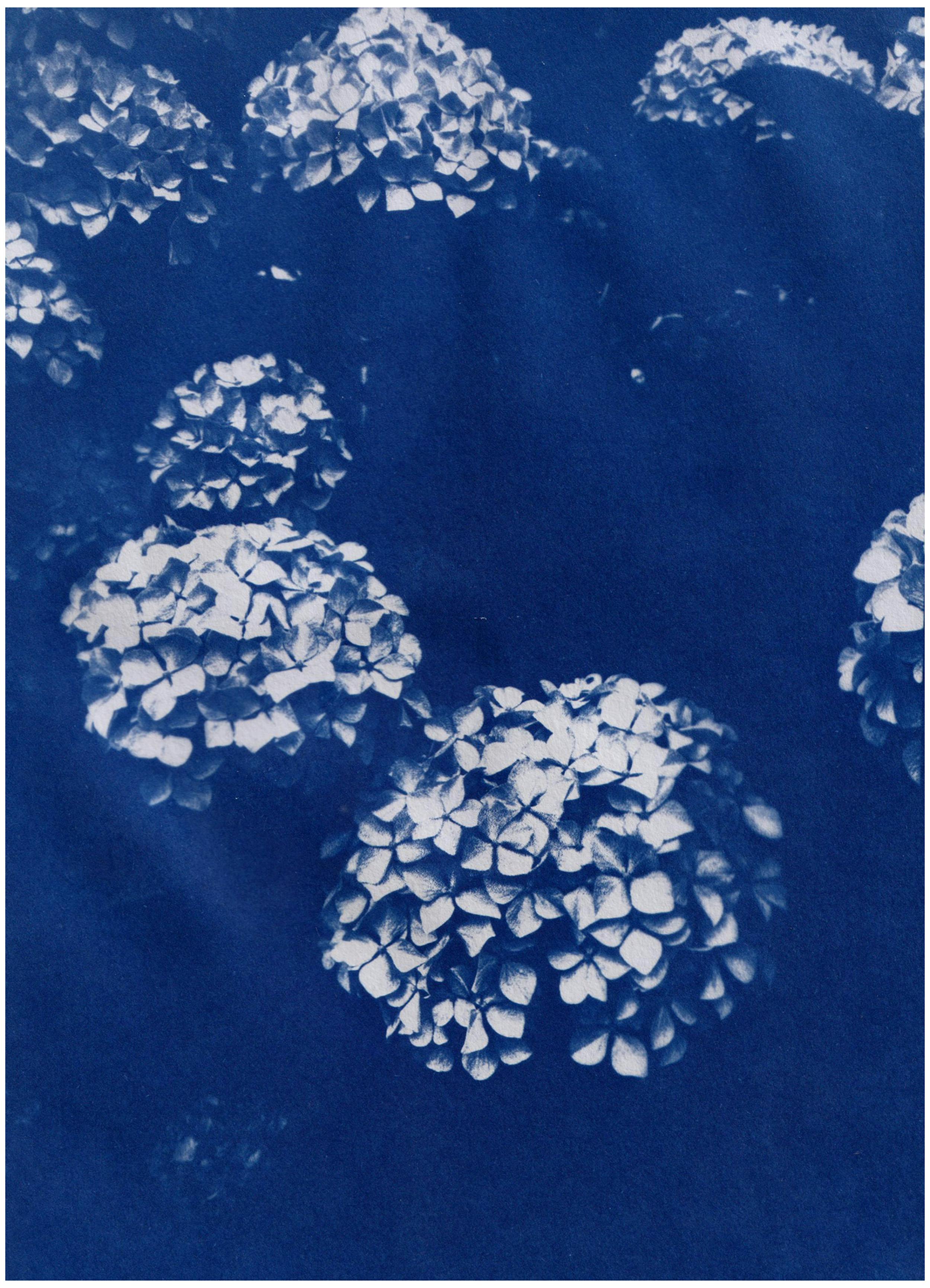 Artistic cyanotype of hydrangeas with a vintage look and abstract floral pattern.