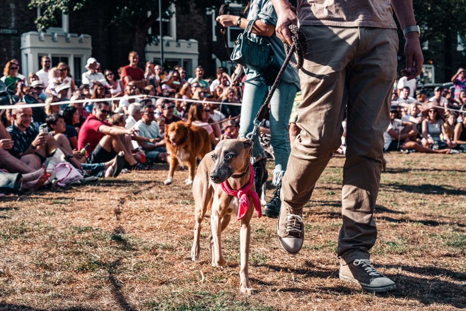 Oak Park Dog Parade & Pet Fair