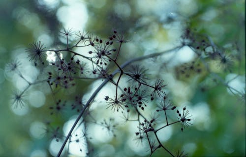 Tampilan Close Up Bunga Tanaman