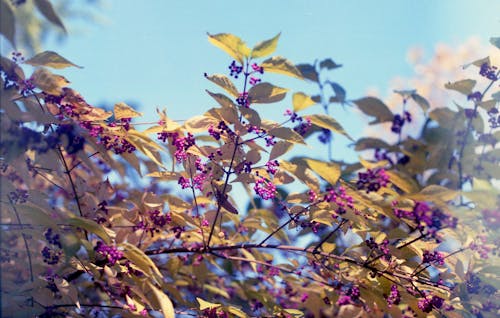 Foto stok gratis 35mm, buah-buahan, Daun-daun