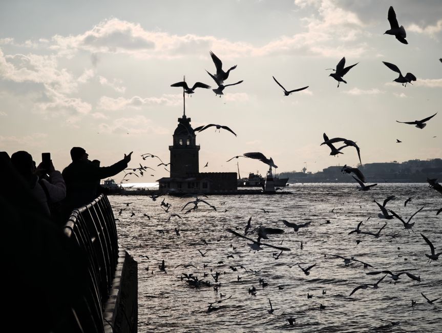 Majestic view of birds silhouetted against the iconic Maiden's Tower in Istanbul.