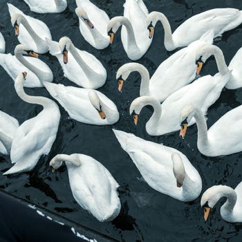 Seven Swans