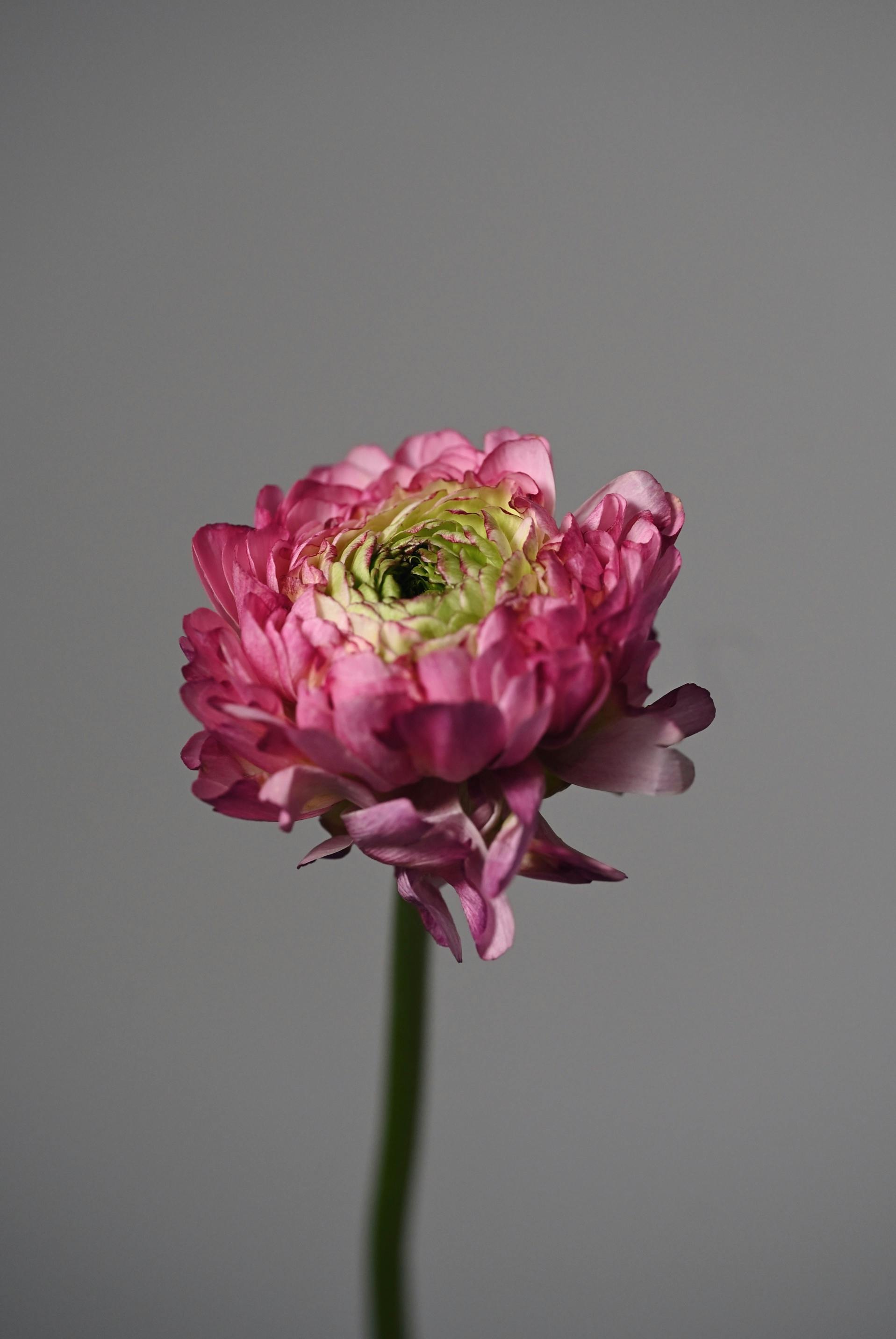 無料 シンプルなグレーの背景に映える鮮やかなピンクのラナンキュラスの花のクローズアップ。 写真素材