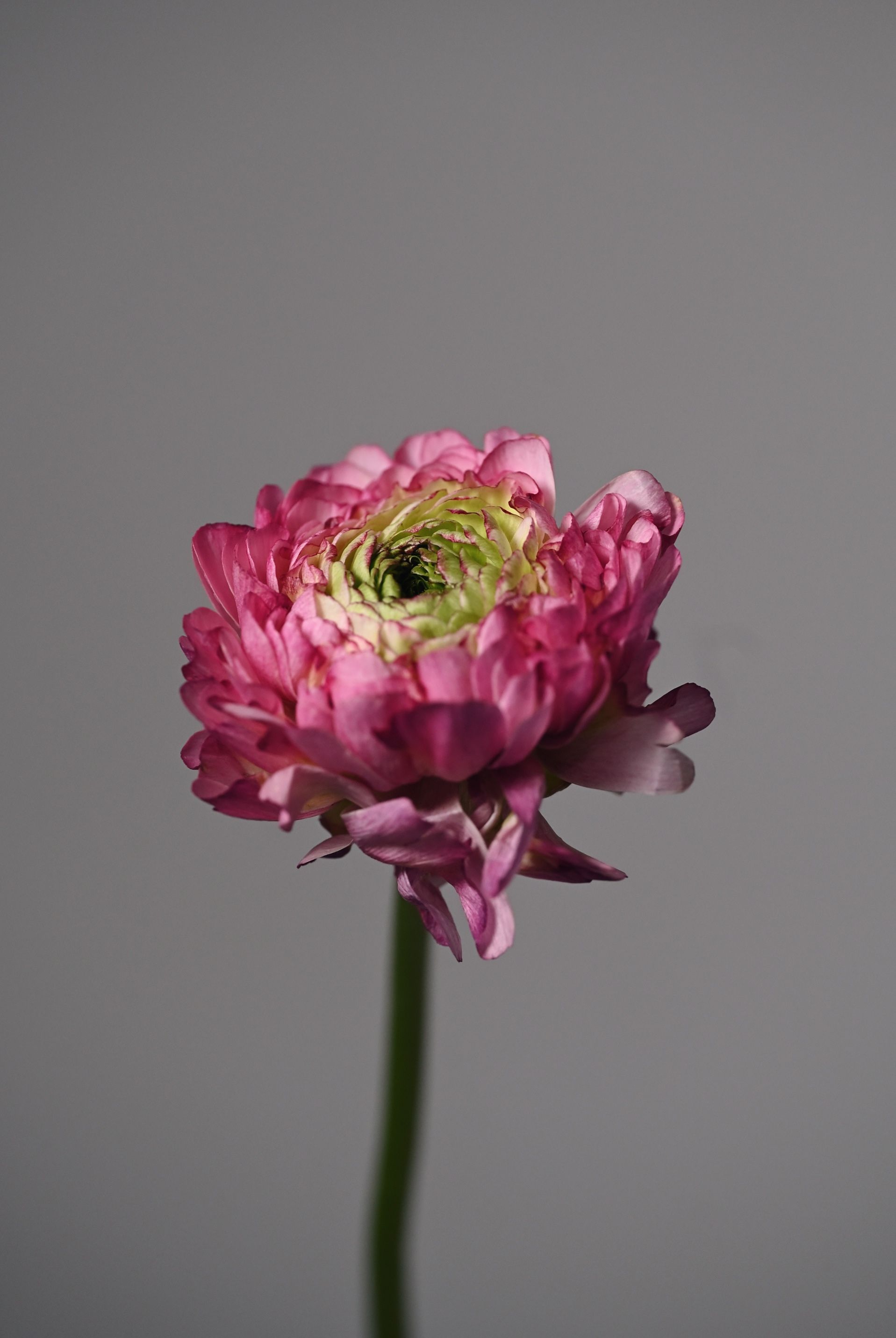Bright Pink Ranunculus on Grey Background · Free Stock Photo