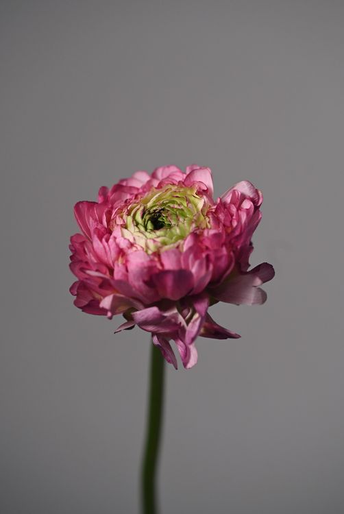 Bright Ranunculus Bright Pink Ranunculus on Grey Background · Free Stock Photo