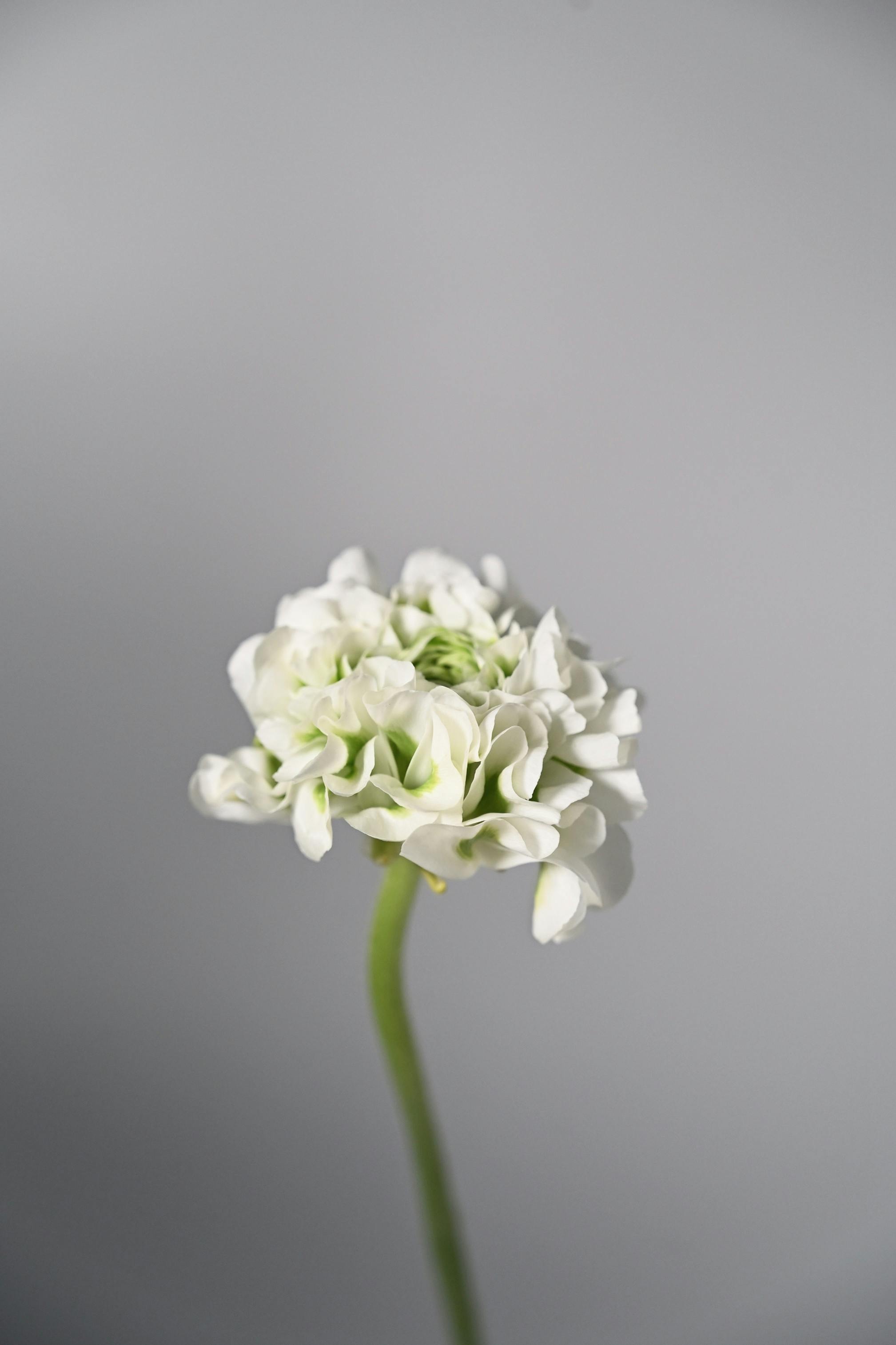 A close-up of a delicate white flower with green stem against a grey backdrop, ideal for minimalist designs.