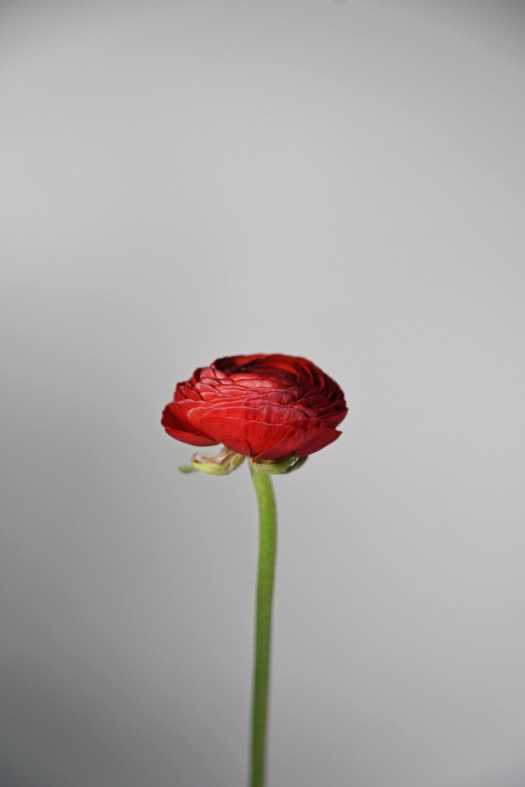 Gratuit Imagine de stoc gratuită din a închide, aranjament floral, botanic Fotografie de stoc