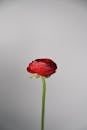 Vibrant Red Ranunculus Flower on Grey Background