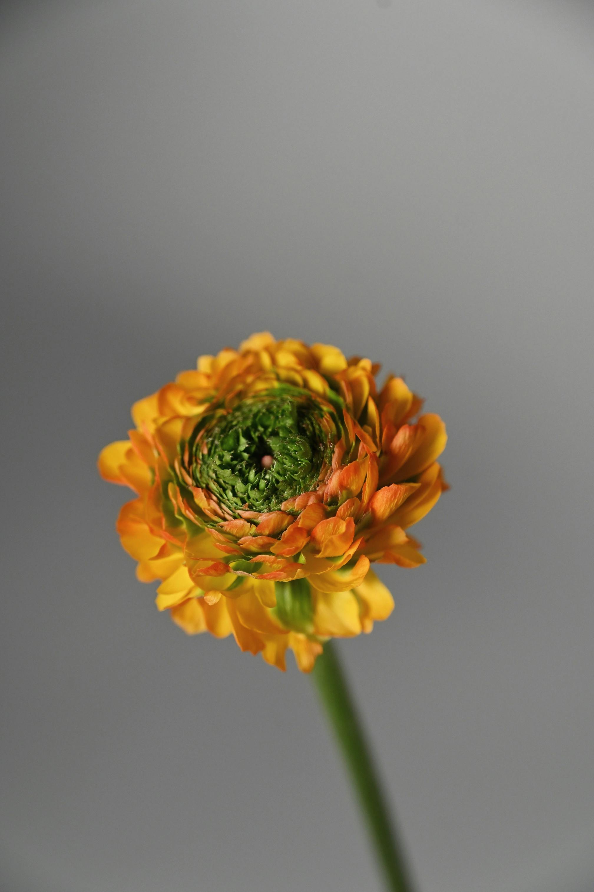 無料 十分なコピースペースのある灰色の背景に、鮮やかなオレンジ色のラナンキュラスの花のクローズアップ。 写真素材