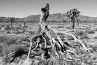 Black and White Joshua Tree National Park Landscape