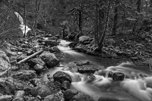 A peaceful black and white photo of a forest stream with smooth water flow.