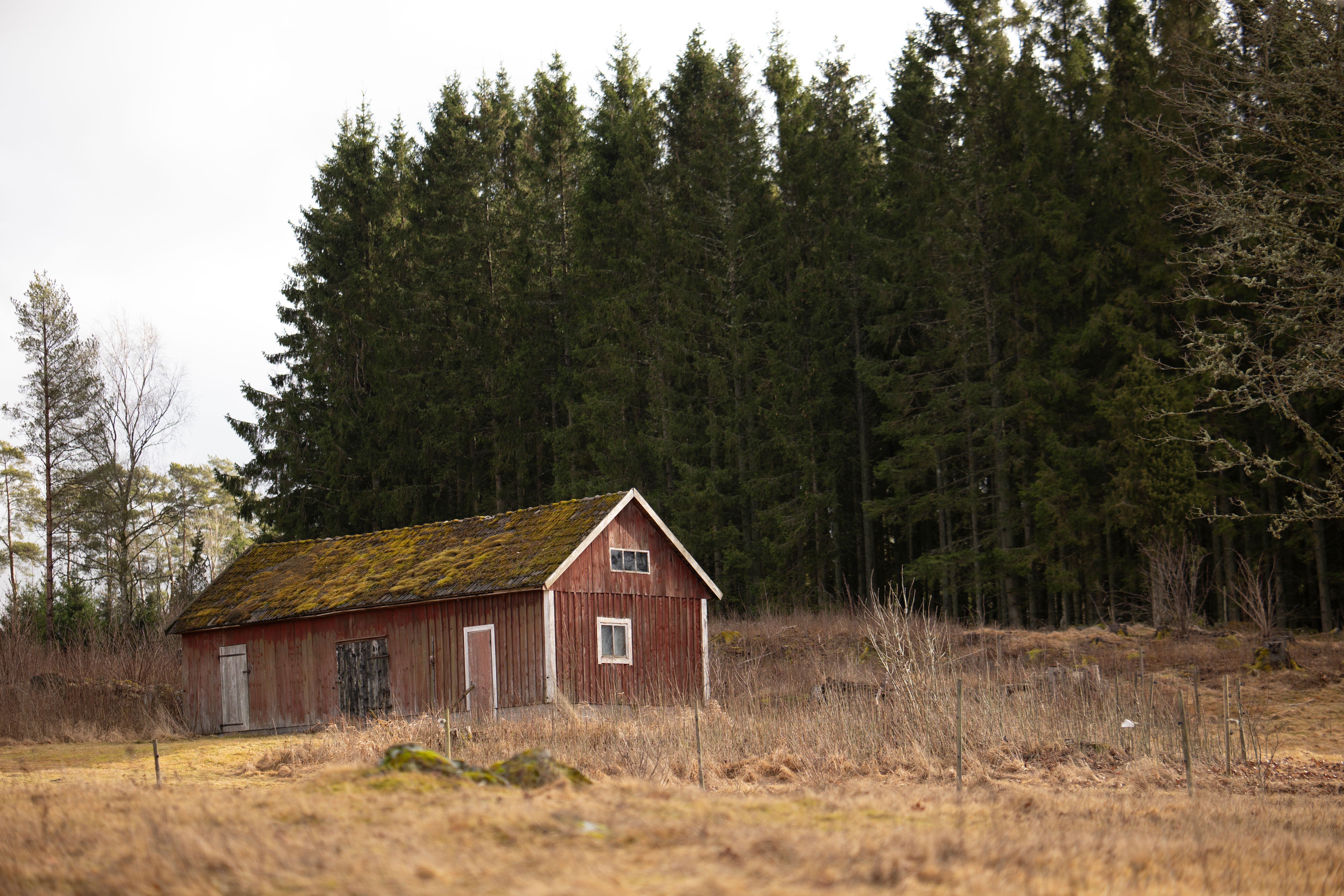 Rustic Red Barn in a Serene Forest Clearing · Free Stock Photo