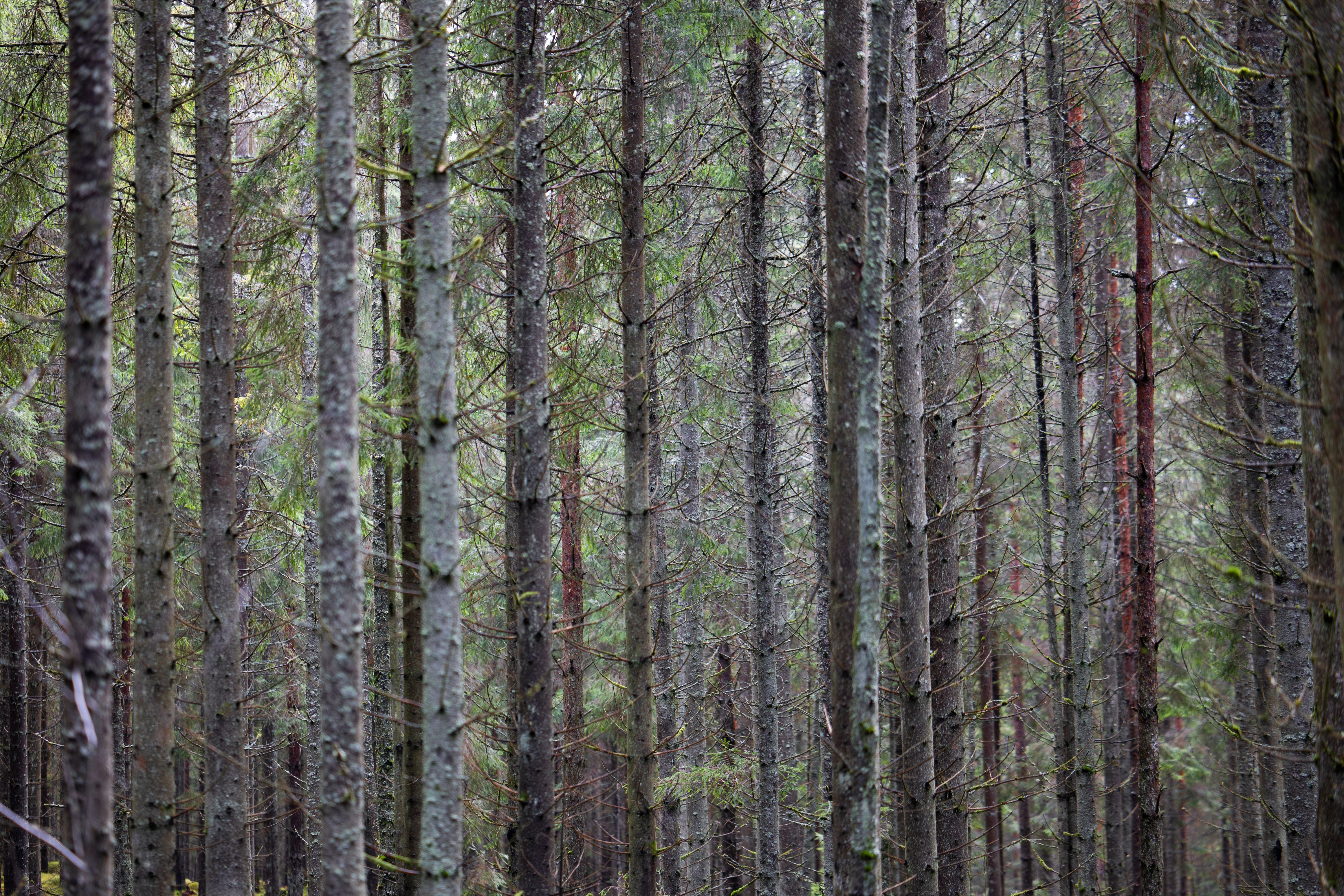Tall pine trees in a dense forest — Crosswinds Tagaytay pine tree avenues