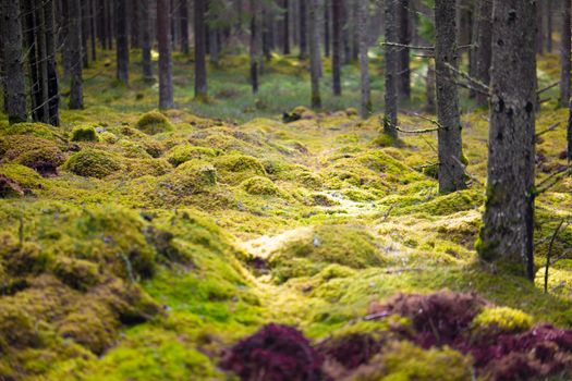 A serene forest scene with sunlight filtering through trees and lush green moss.