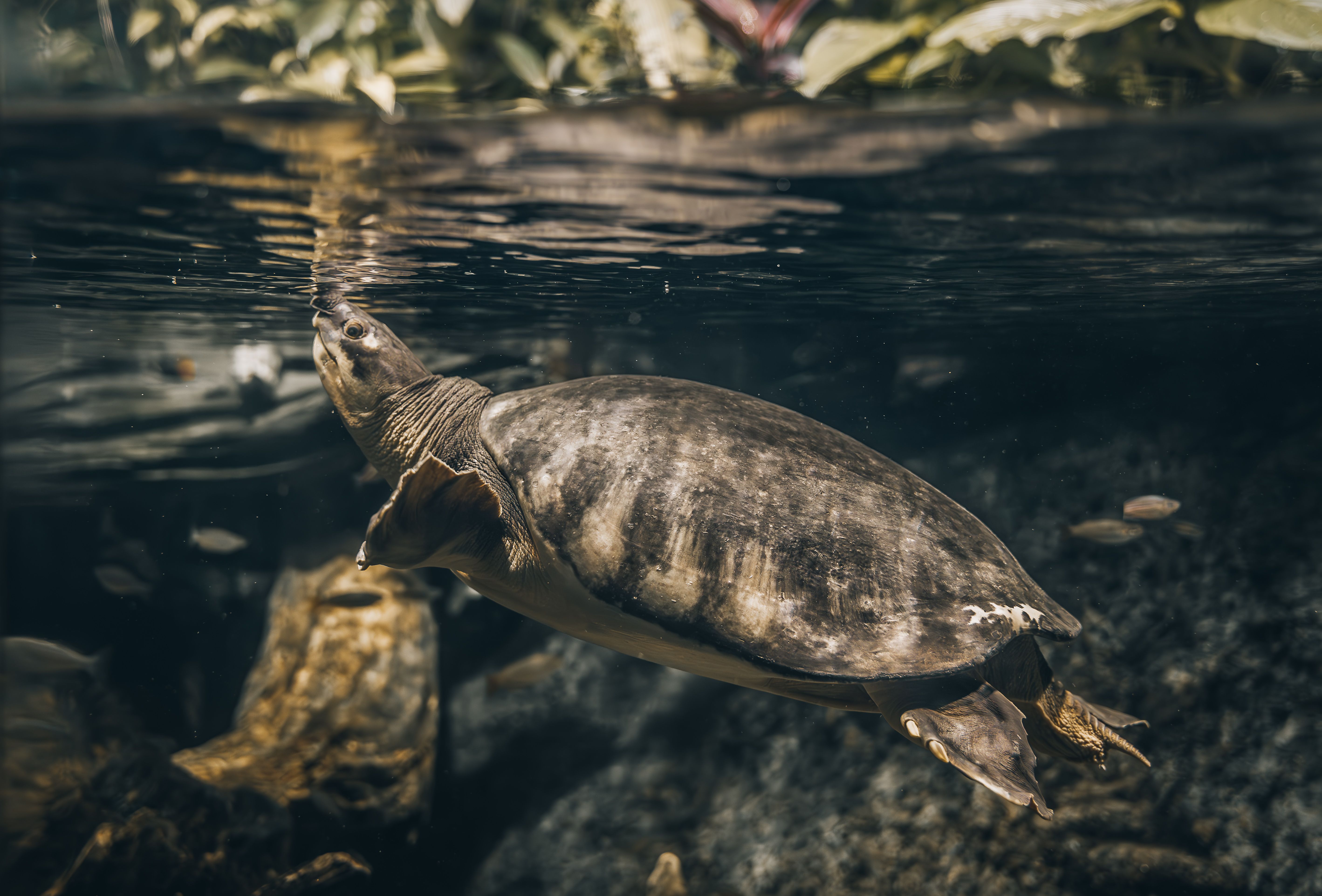 Alimentação de tartarugas aquáticas