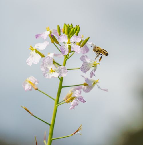 Free A honeybee collecting nectar from white radish flowers in a natural setting, showcasing pollination. Stock Photo