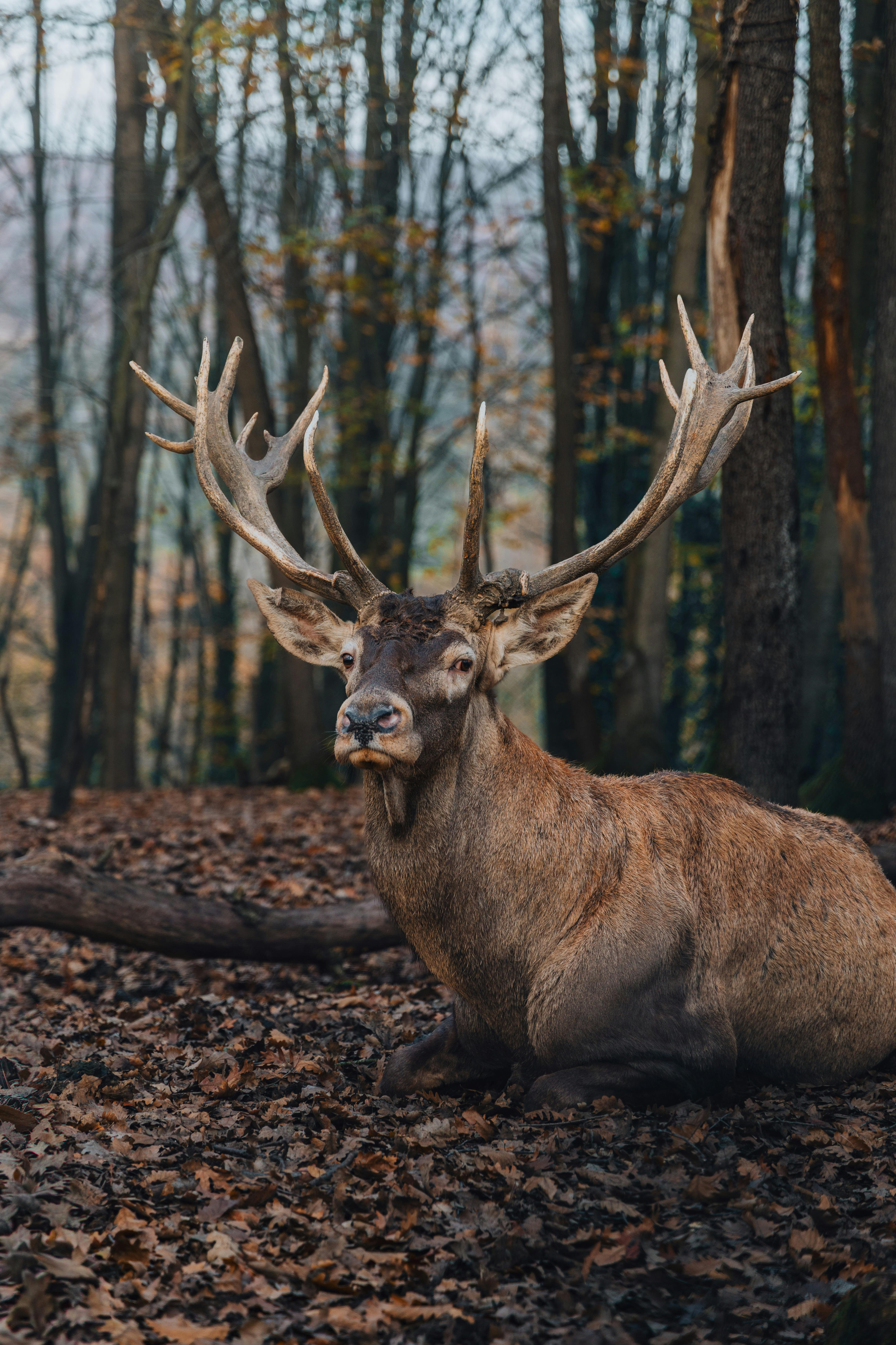 A magnificent stag with large antlers resting on fallen leaves in a serene autumn forest setting.