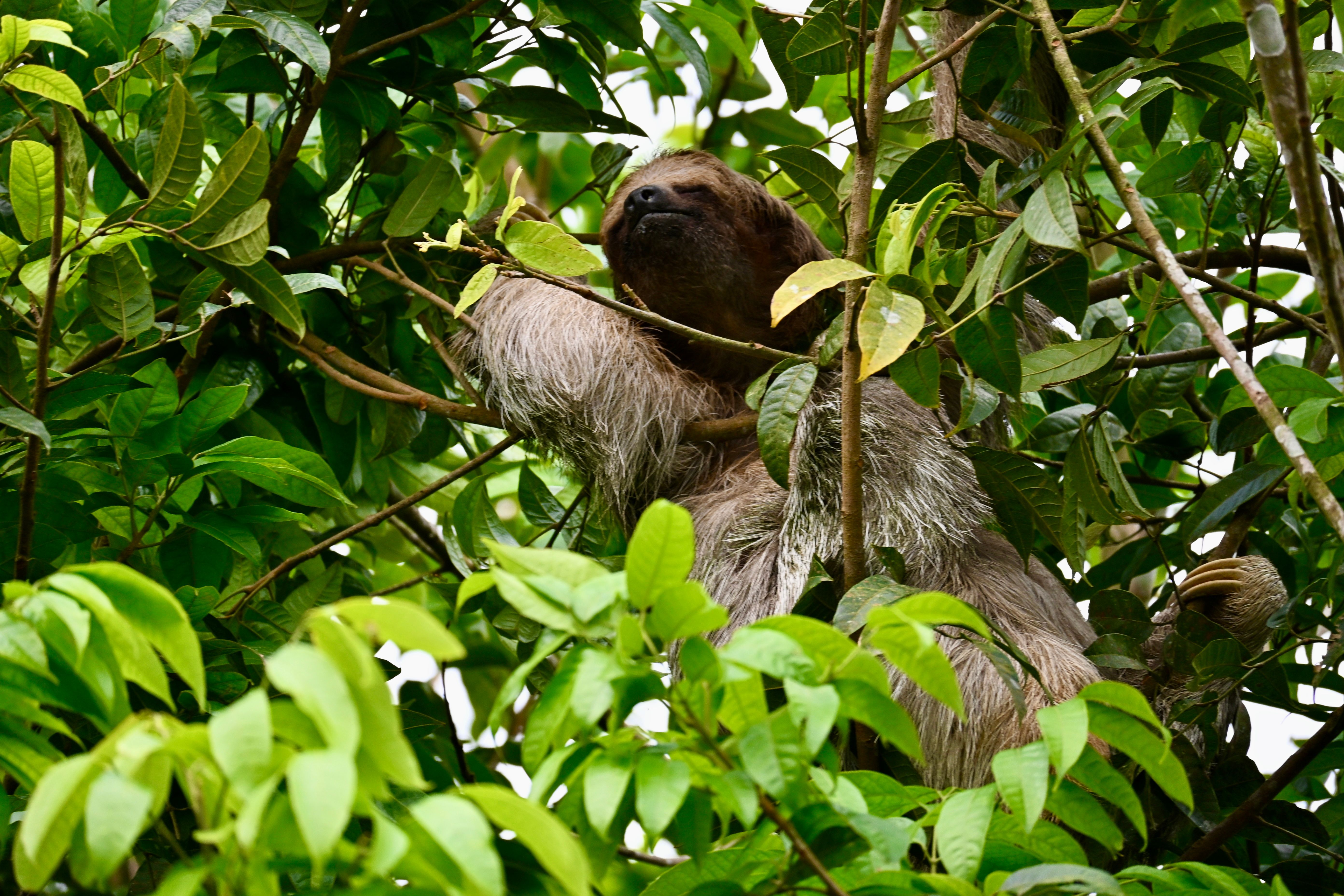 Sloth walks.