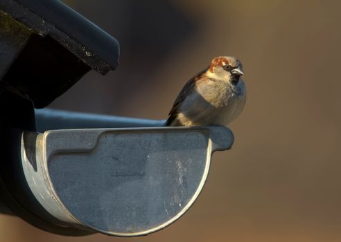 A house sparrow perches on a metal gutter in soft sunlight, displaying natural behavior.