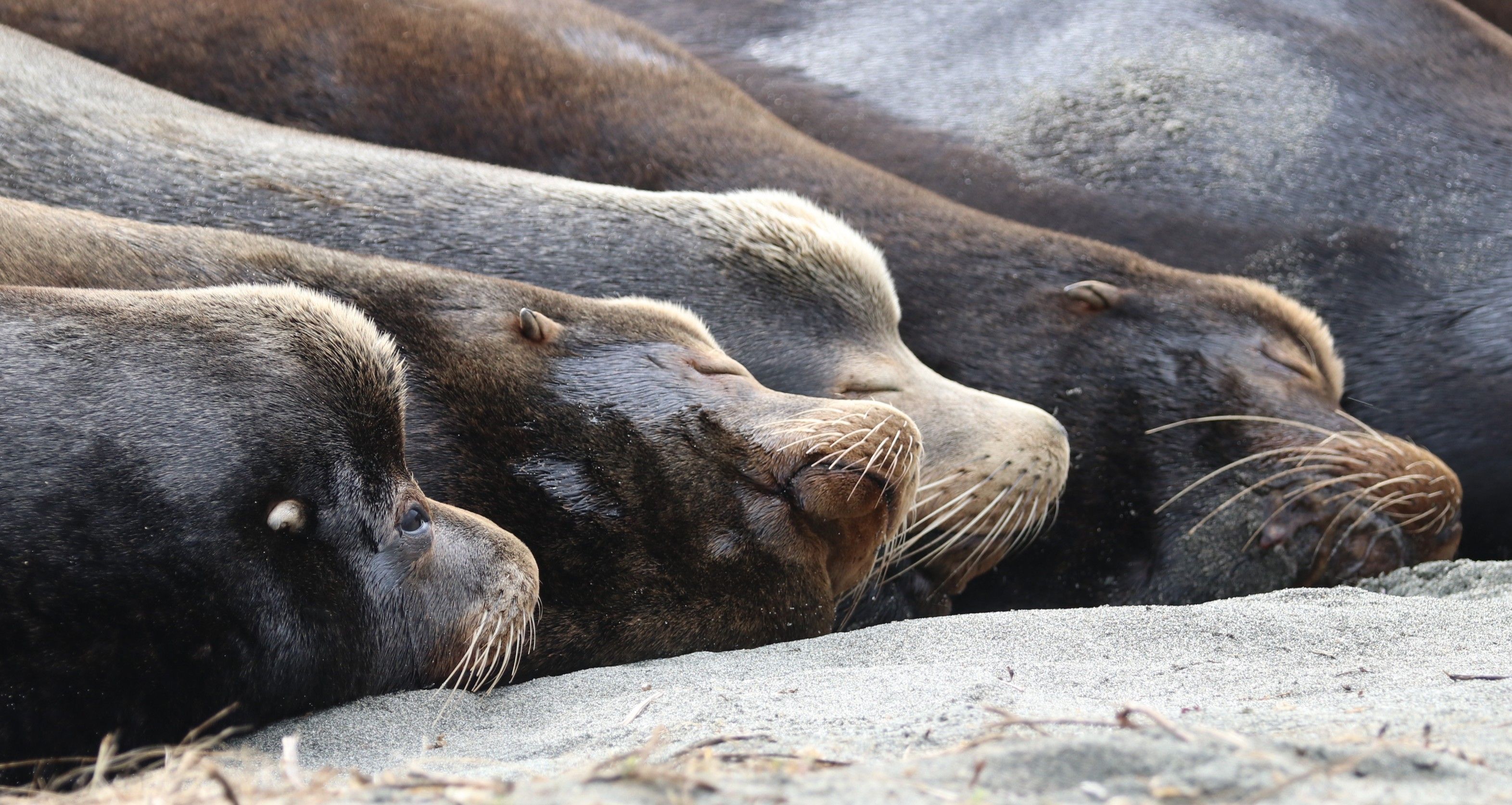sea lion