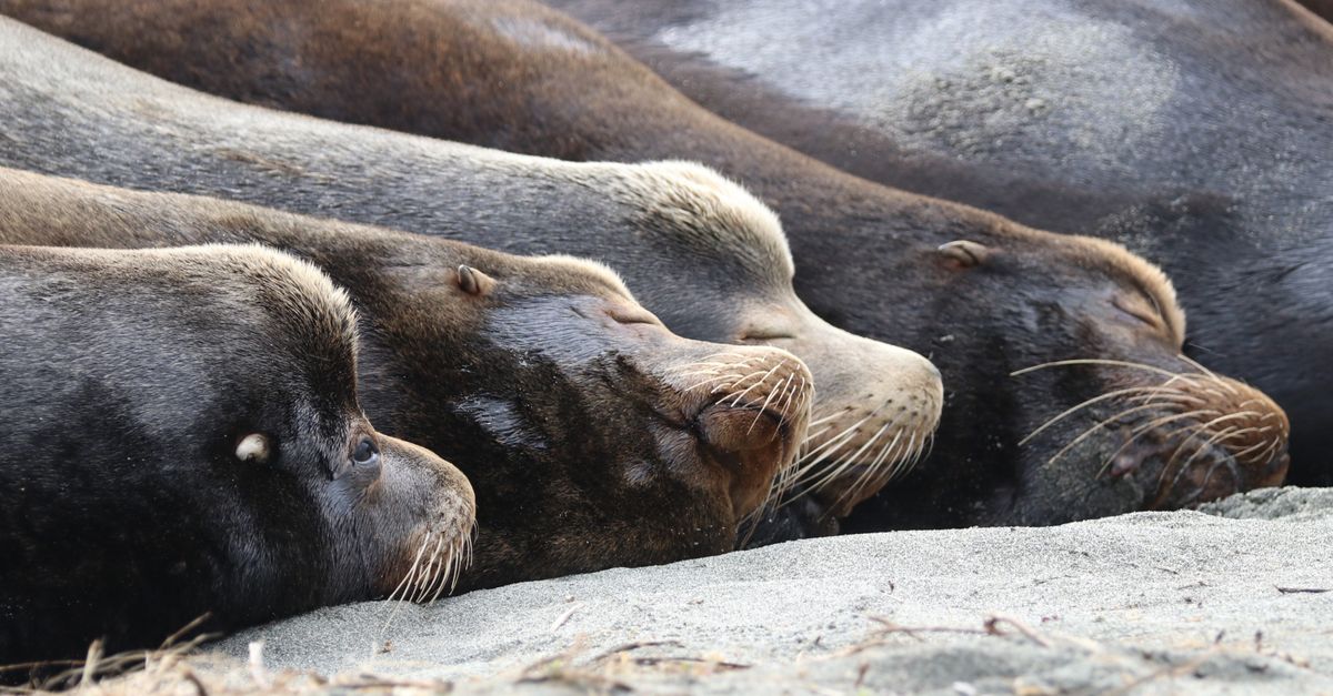 sea lion