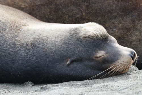 Free Close-up of a sleeping sea lion on a sandy beach, showcasing tranquil wildlife moments. Stock Photo