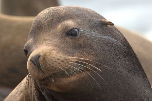 Free Intimate portrait of a Californian sea lion showcasing its gentle expression and natural beauty. Stock Photo