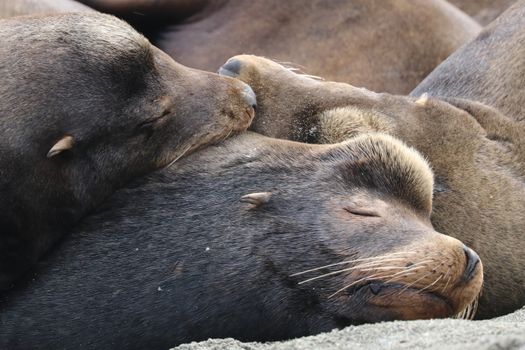 Sea lions resting close together on a sandy beach, showcasing tranquility.