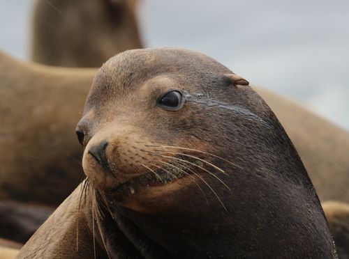 Free Intimate close-up of a California sea lion with a gentle expression. Stock Photo