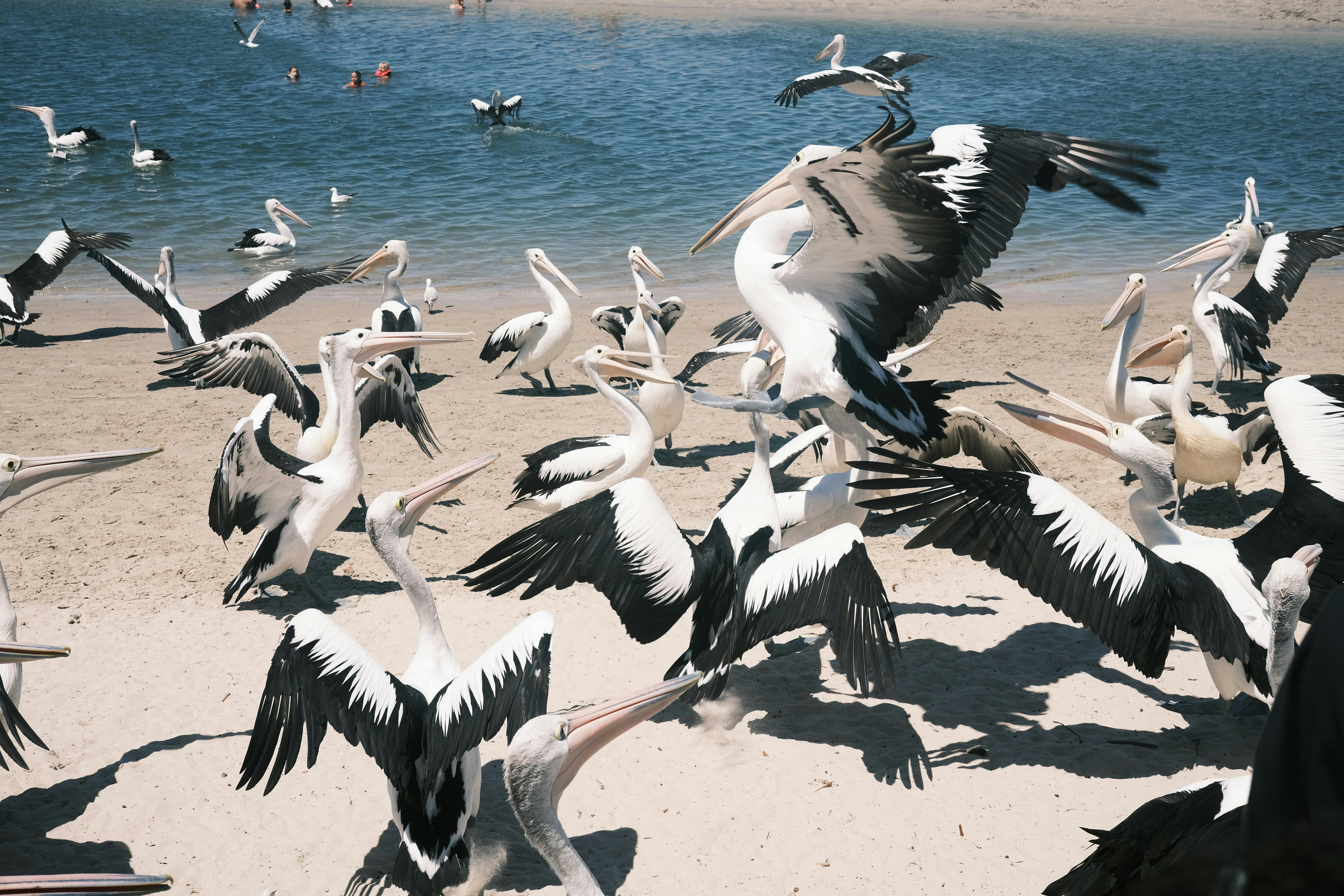 Bezpłatne Darmowe zdjęcie z galerii z australia, australijski pelikan, błękitne niebo Zdjęcie z galerii