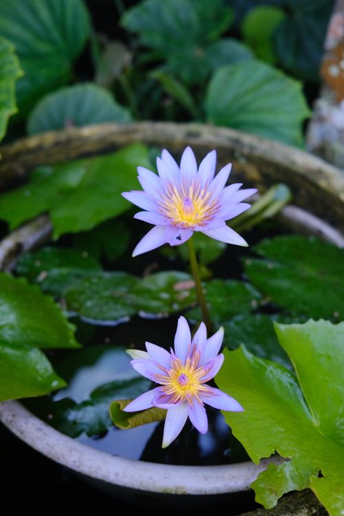 Free Vibrant purple water lilies with lush green leaves in a tranquil garden pond. Stock Photo