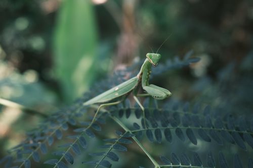Free Close-up of a green praying mantis resting on fern leaves, showcasing its intricate details. Stock Photo