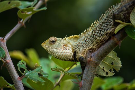 chameleon photo