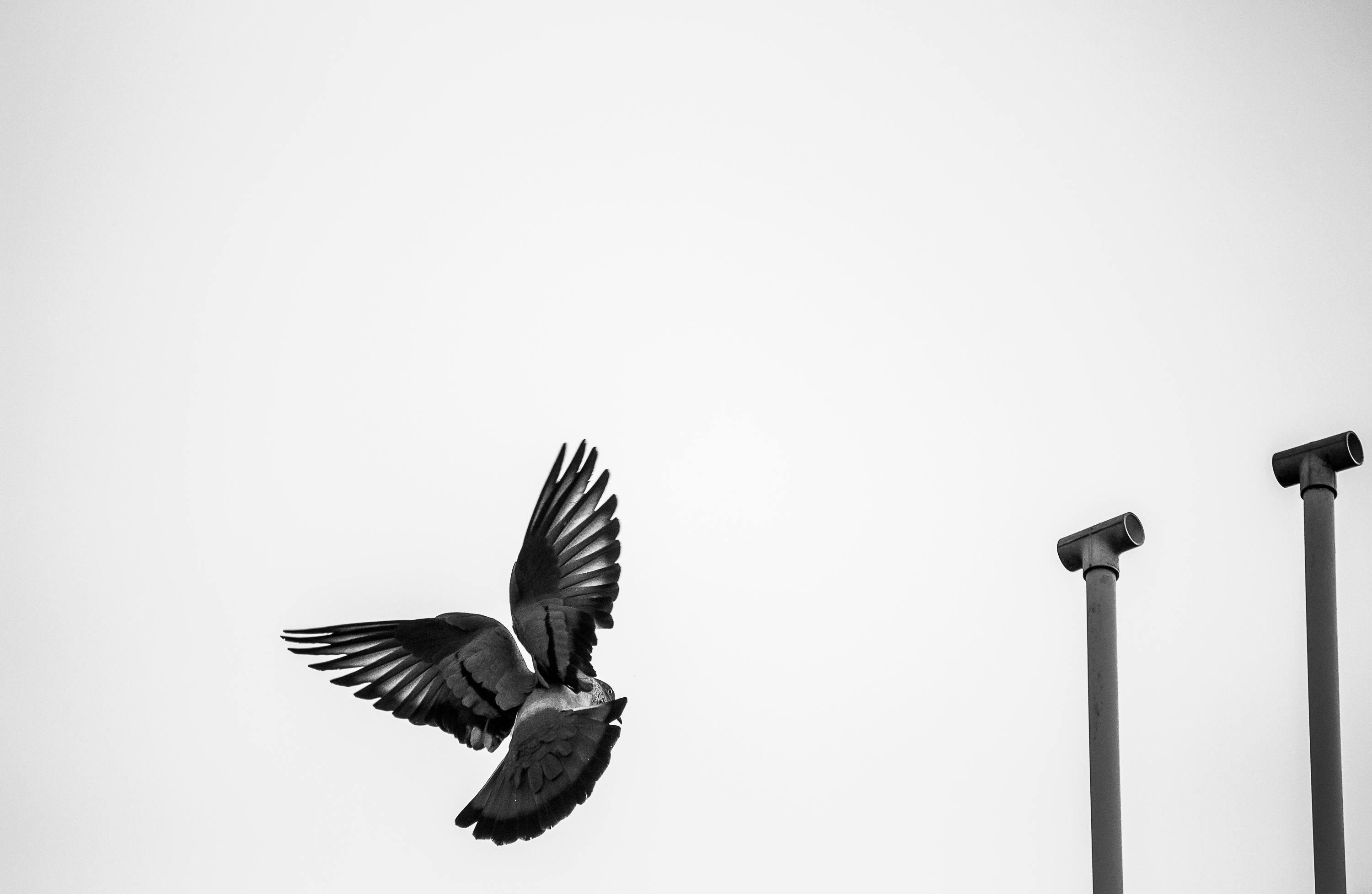 無料 カルバリン, きつい, コロンバリビアの無料の写真素材 写真素材