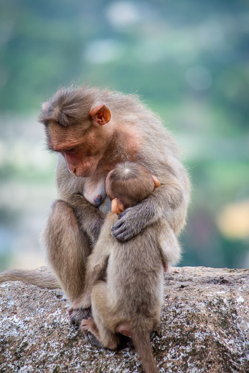 Free A mother monkey cuddling her baby on a rock, showcasing a warm maternal bond. Stock Photo