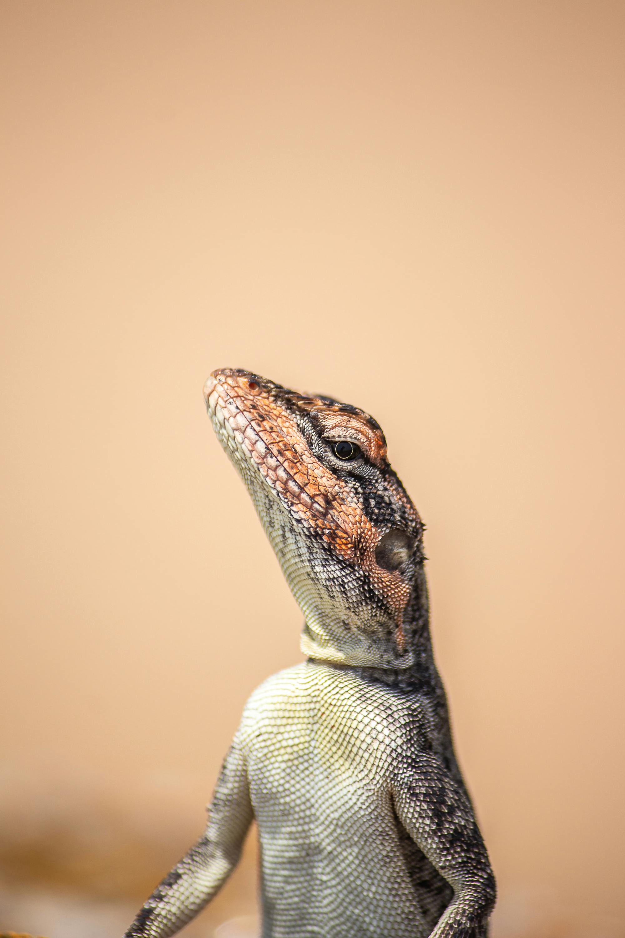 Gratuit Portrait détaillé d'un lézard à la peau texturée sur un fond doux. Idéal pour les thèmes liés à la nature. Photos