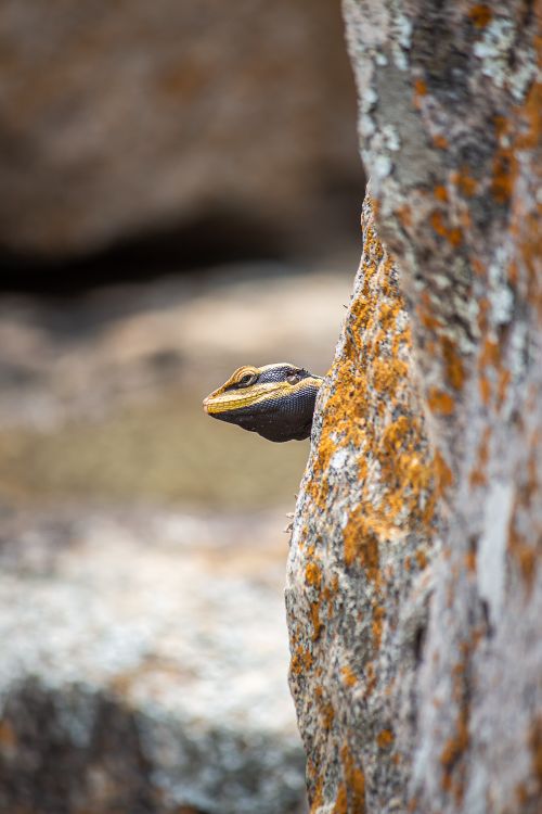 Free Curious lizard peers from a rocky crevice, showcasing natural camouflage and alertness. Stock Photo